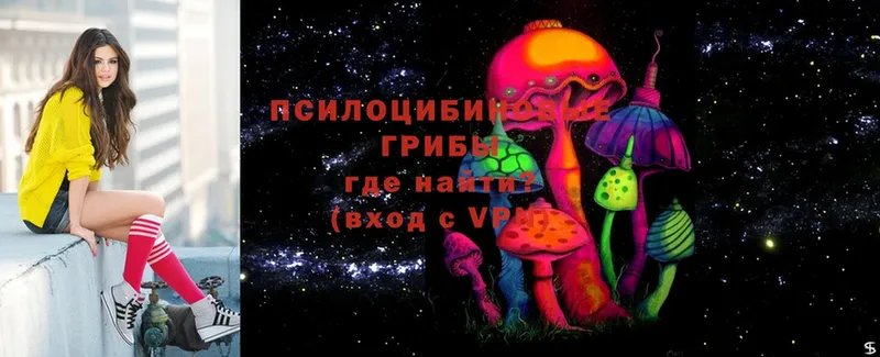 Галлюциногенные грибы Psilocybe  Елизово 